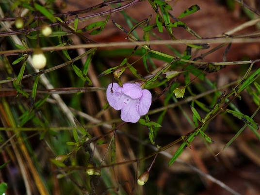{Agalinis tenuifolia}